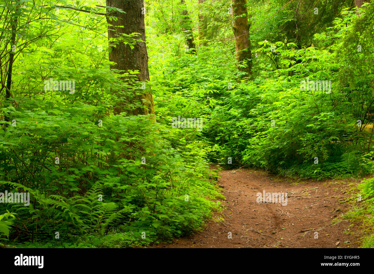 Cathedral Tree Trail, Park, Astoria, Oregon Stock Photo Alamy