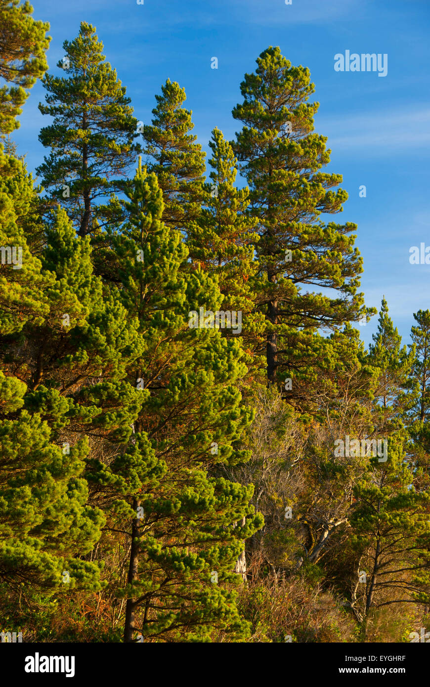 Sitka spruce (Picea sitchensis) forest, Bayocean Peninsula, Oregon