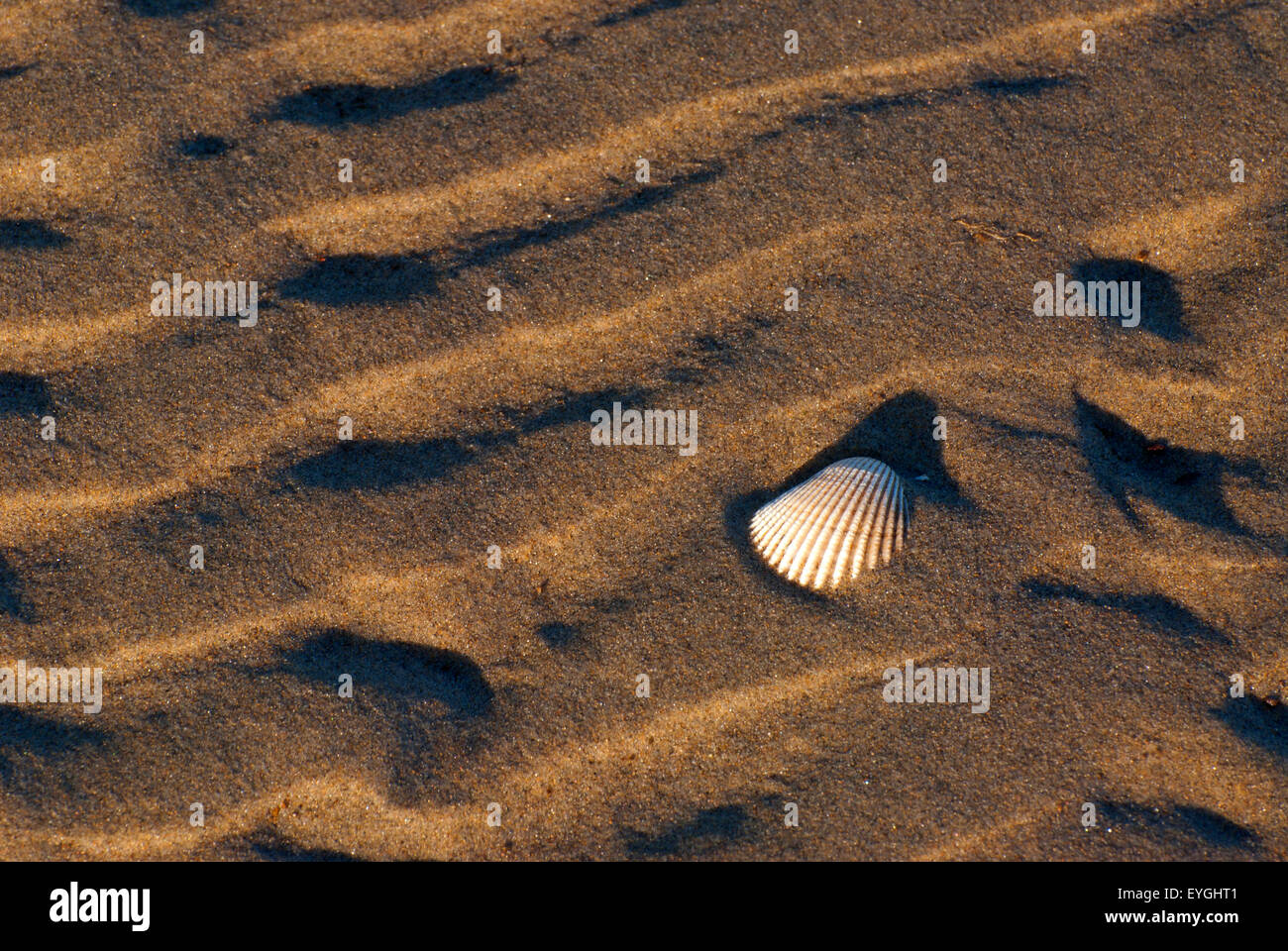 Clam shell on Tillamook Bay beach, Bayocean Peninsula, Oregon Stock