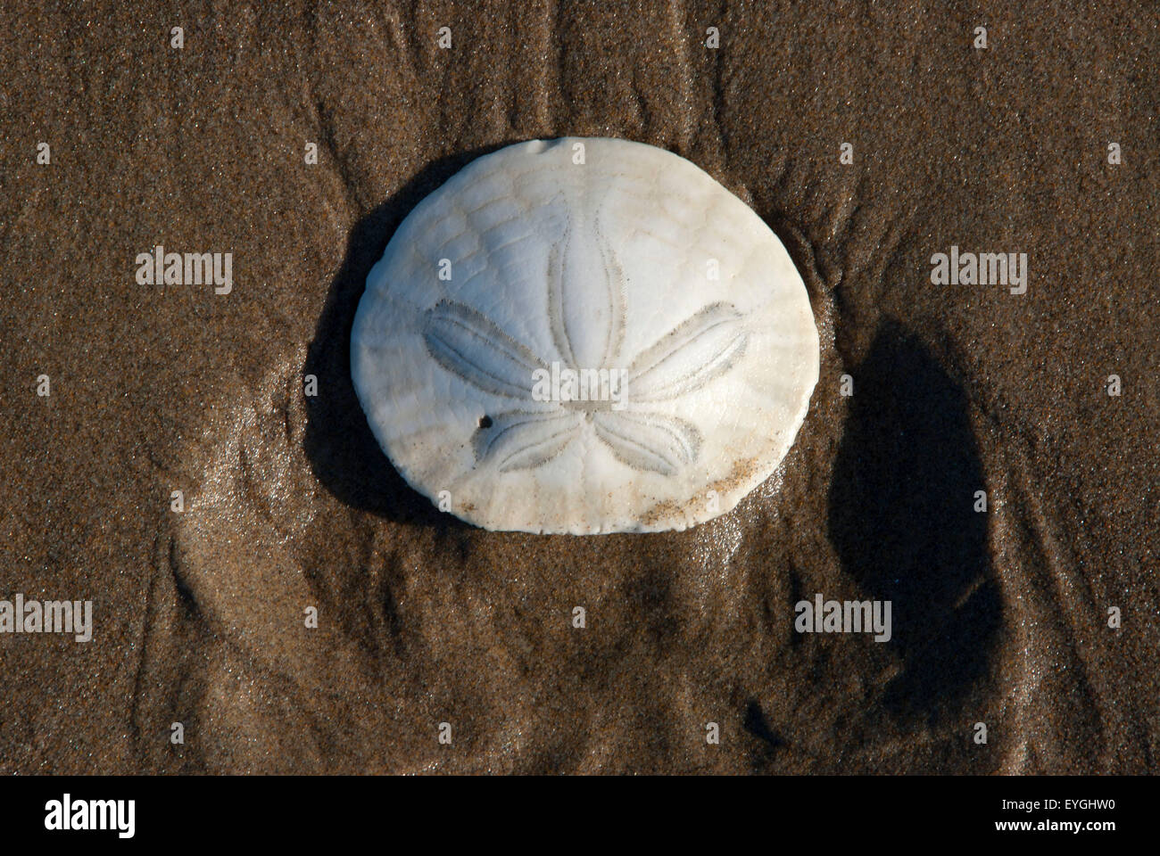 Sand dollar, Bayocean Peninsula, Oregon Stock Photo