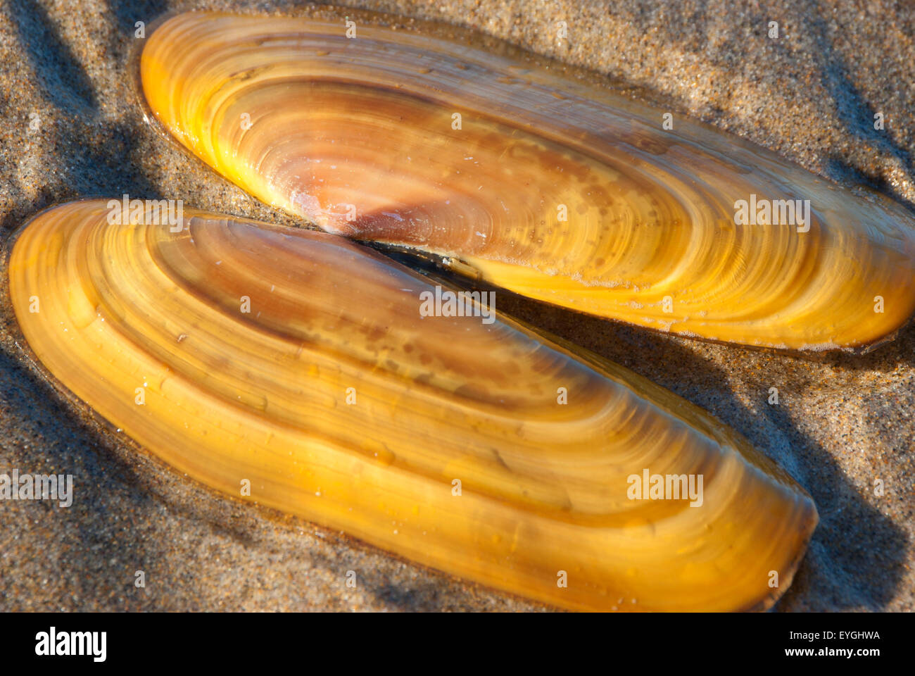 Razor clam shells, Bayocean Peninsula, Oregon Stock Photo Alamy
