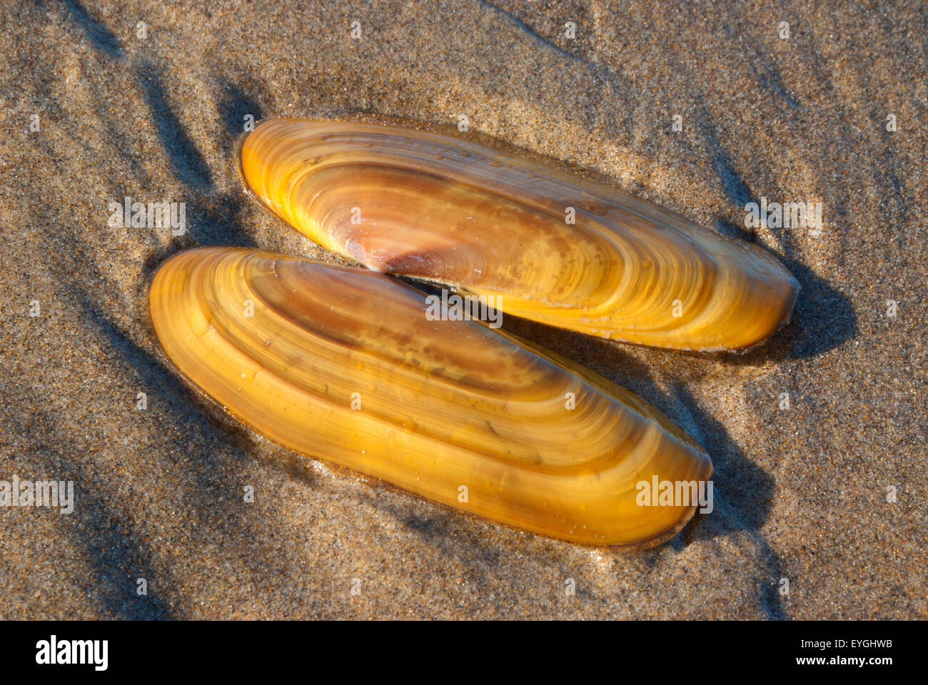 Razor clam shells, Bayocean Peninsula, Oregon Stock Photo Alamy