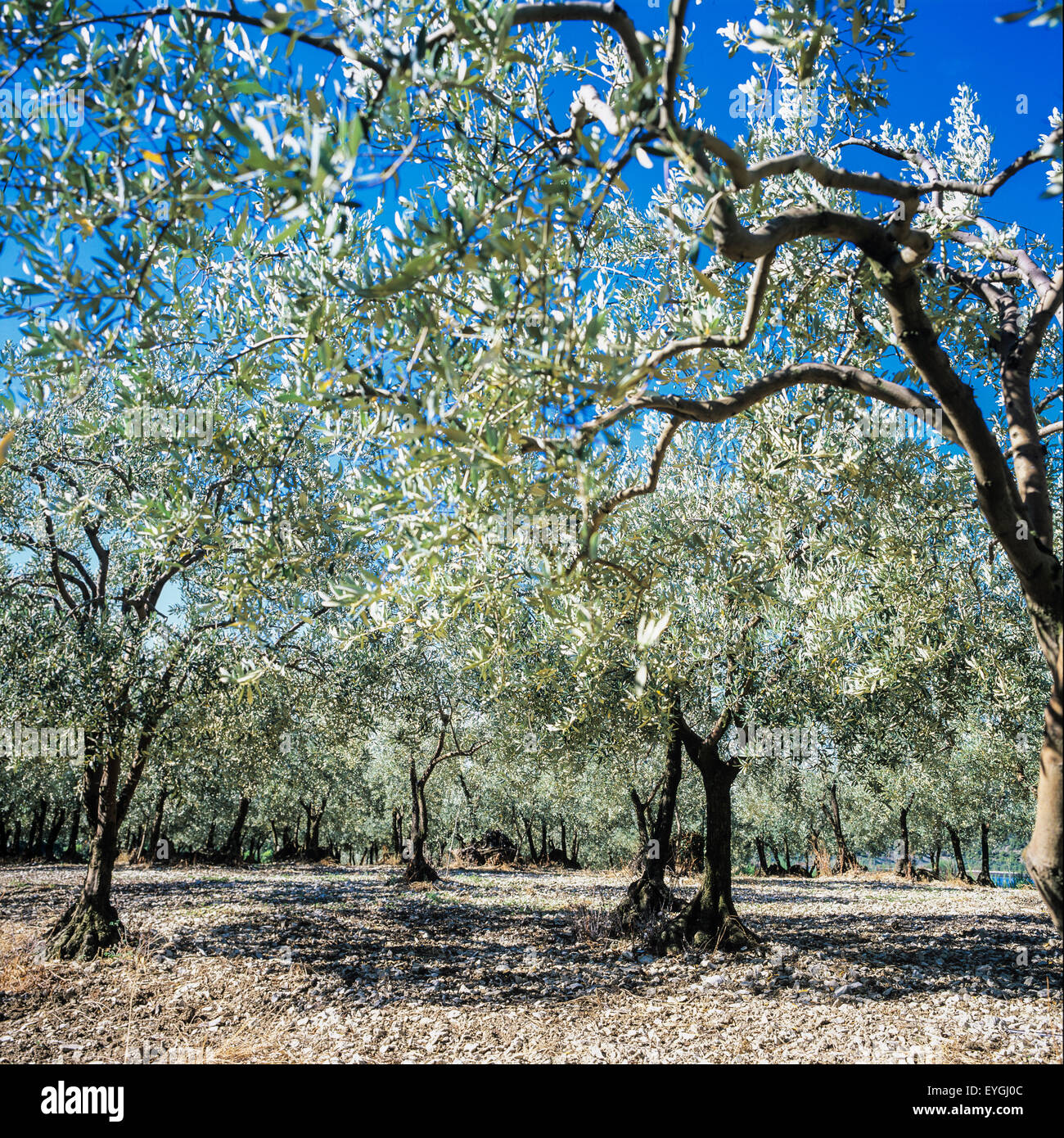 Olive tree grove nyons hi-res stock photography and images - Alamy