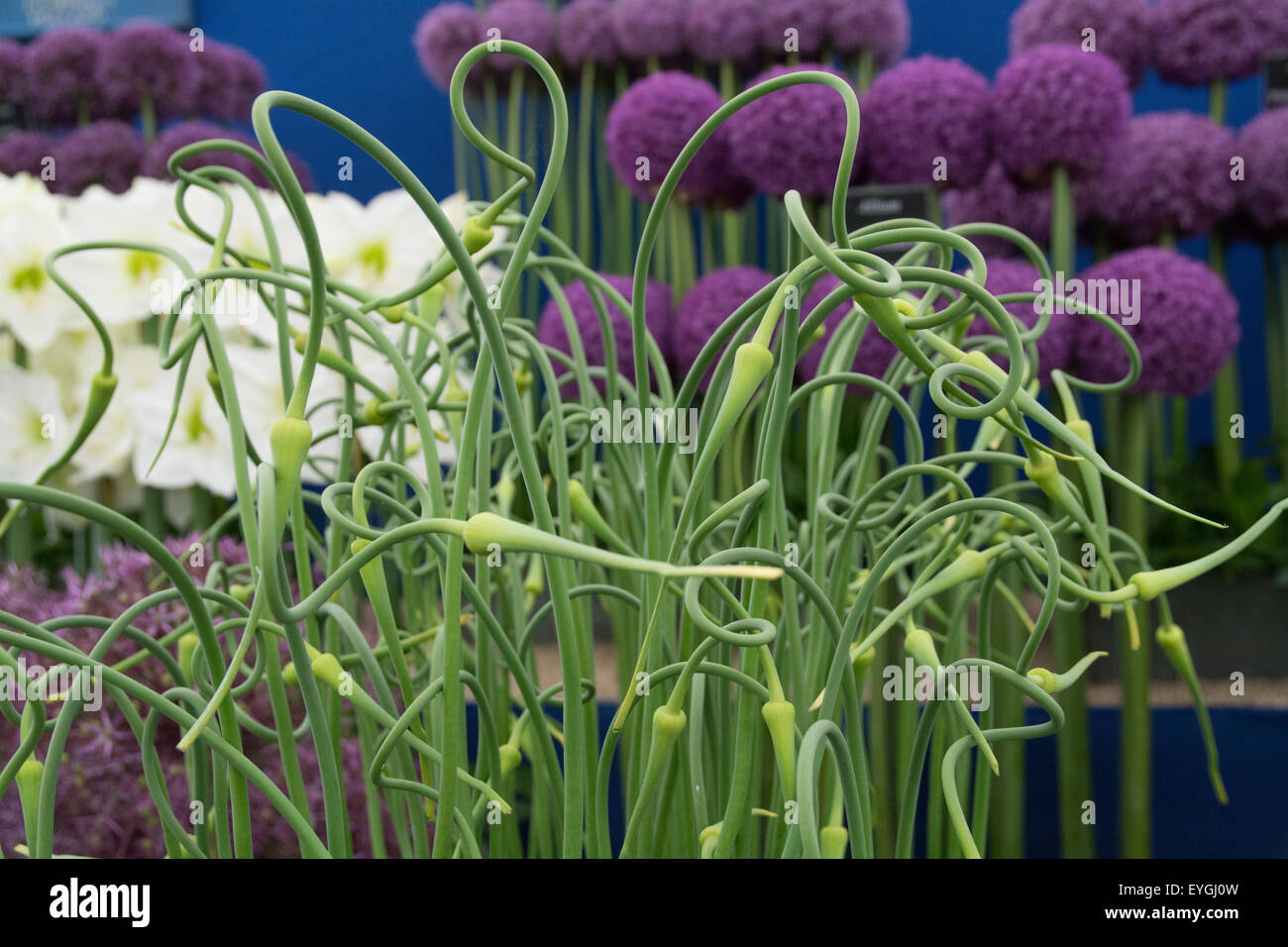 Allium Sativum var ophioscorodon Stock Photo