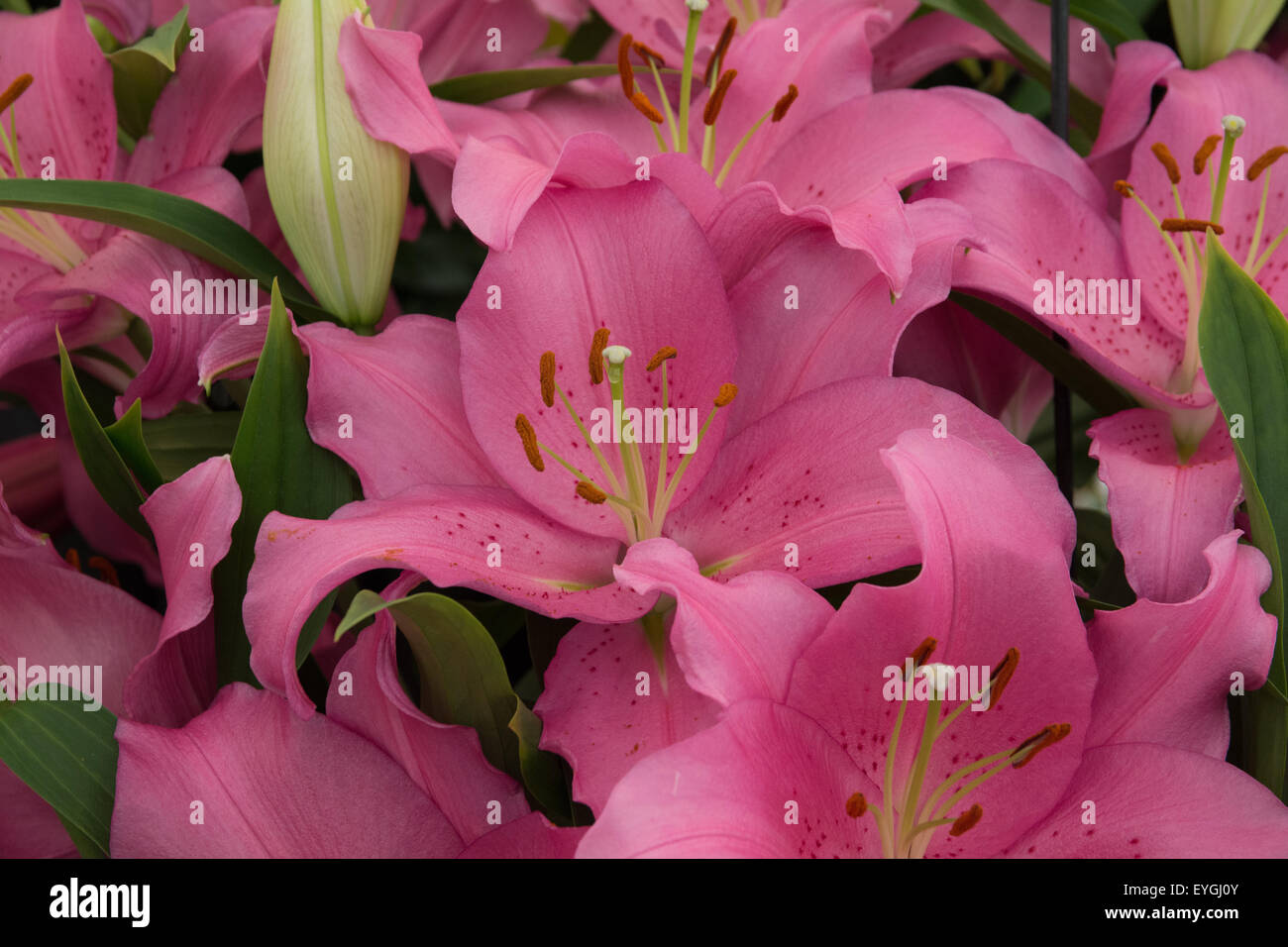 Violet lilium hires stock photography and images Alamy