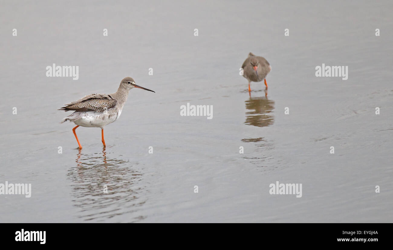 Spotted Redshank Stock Photo