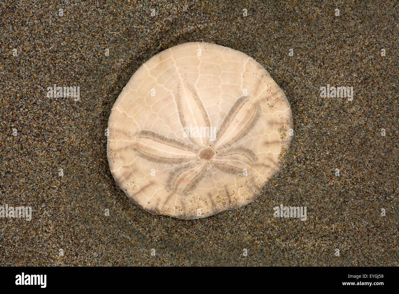 Sand dollar, Sunset Beach State Park, Oregon Stock Photo