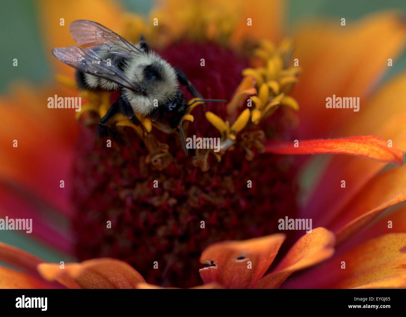 Honey bee pollen gathering hi-res stock photography and images - Alamy