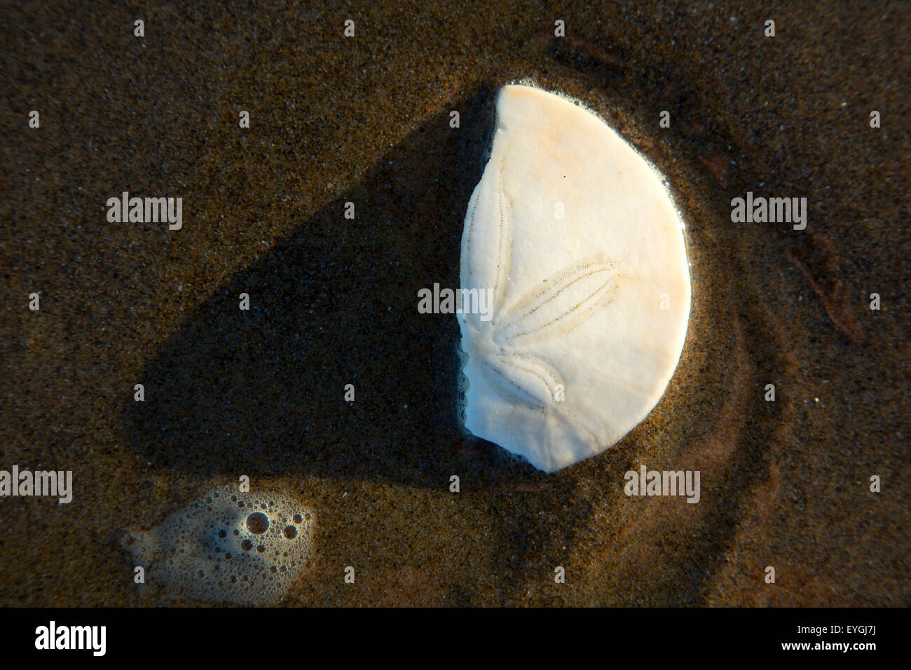 Sand dollar, Bayocean Peninsula, Tillamook County, Oregon Stock Photo