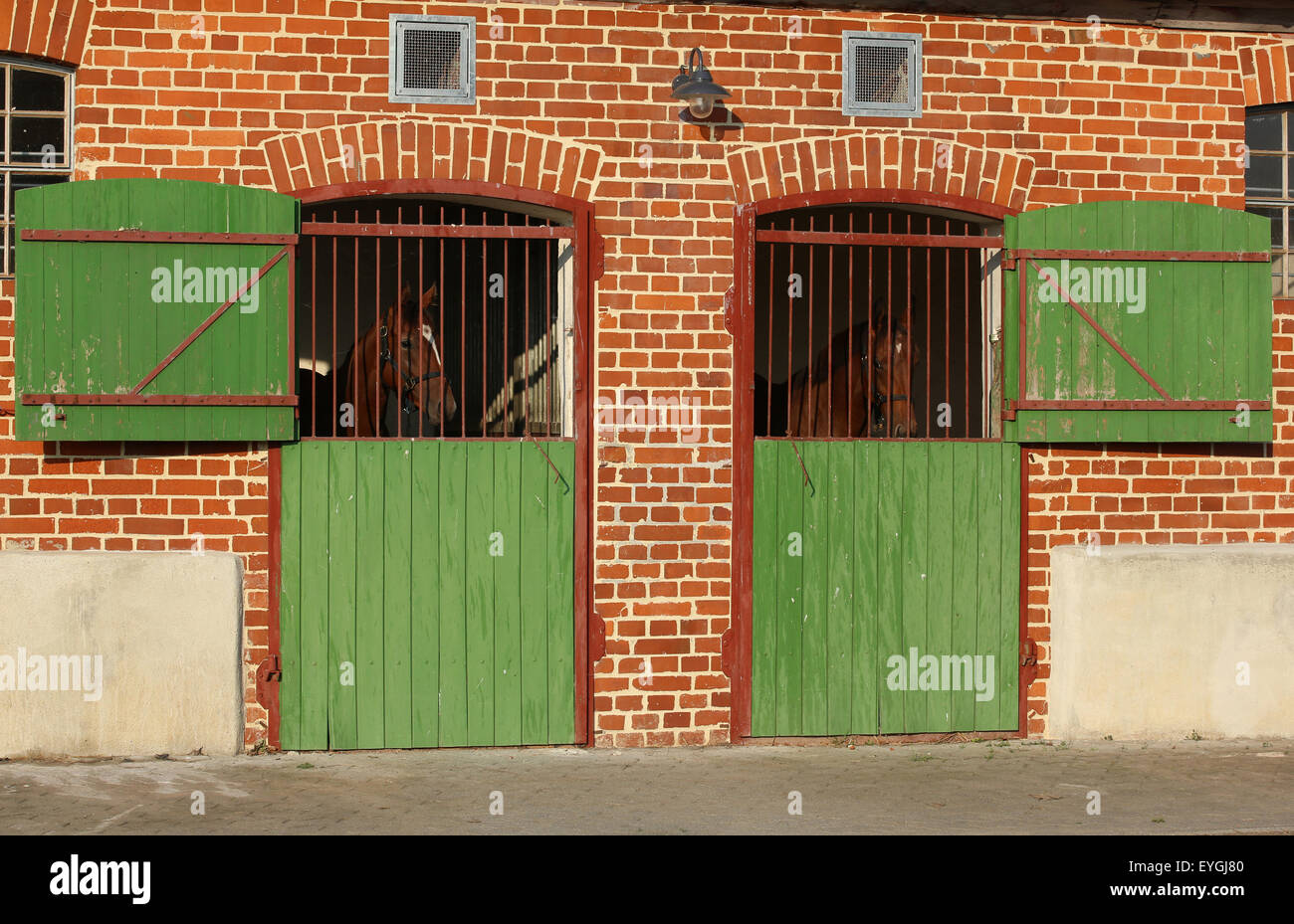Graditz, Germany, horse look through the bars of their outer boxes Stock Photo