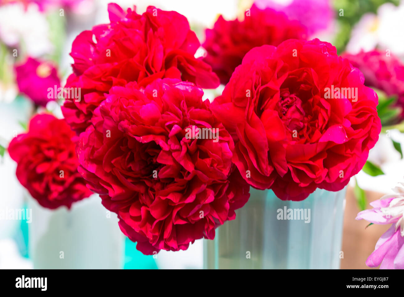 Closeup of a Beautiful Crimson peonies flowers Stock Photo