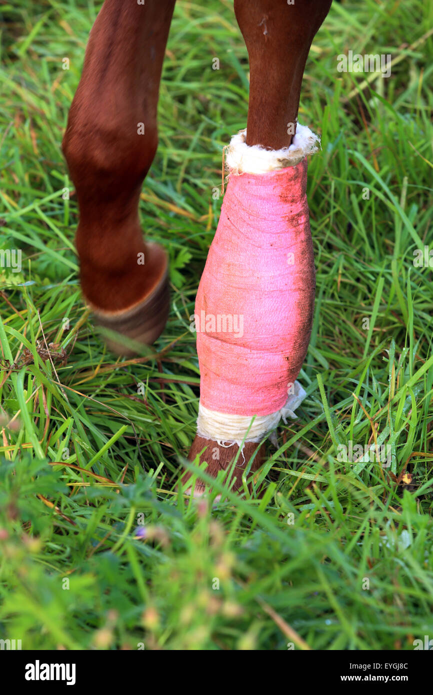 Graditz, Germany, Detail, cast on the leg of a foal Stock Photo