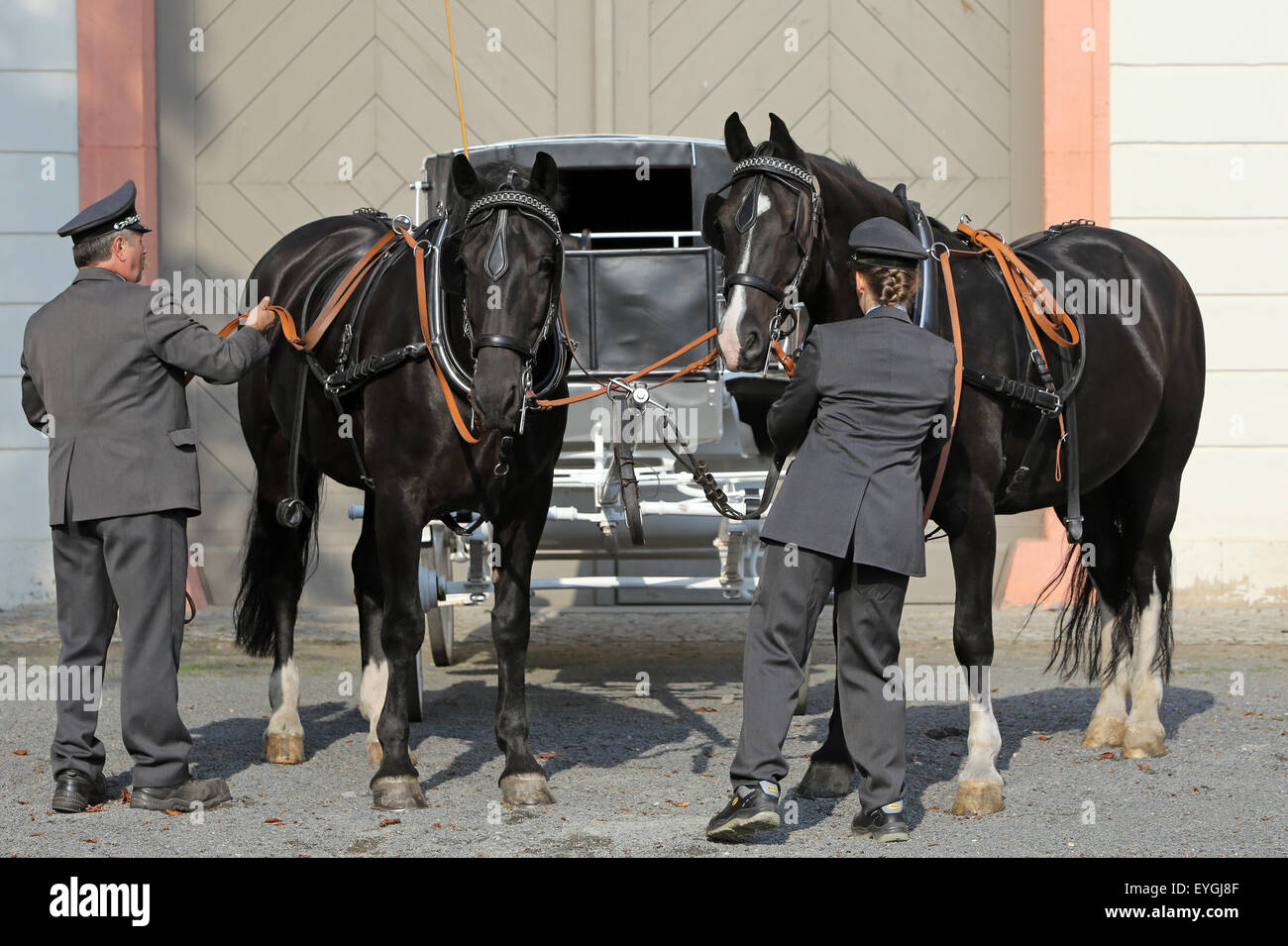 Graditz, Germany, horses are harnessed to a carriage Stock Photo