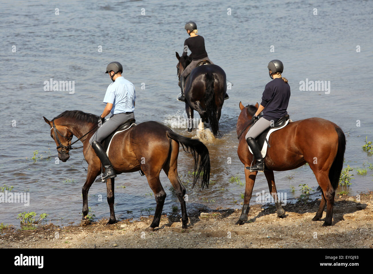 Graditz, Germany, riders go with their horses in the river Elbe Stock Photo