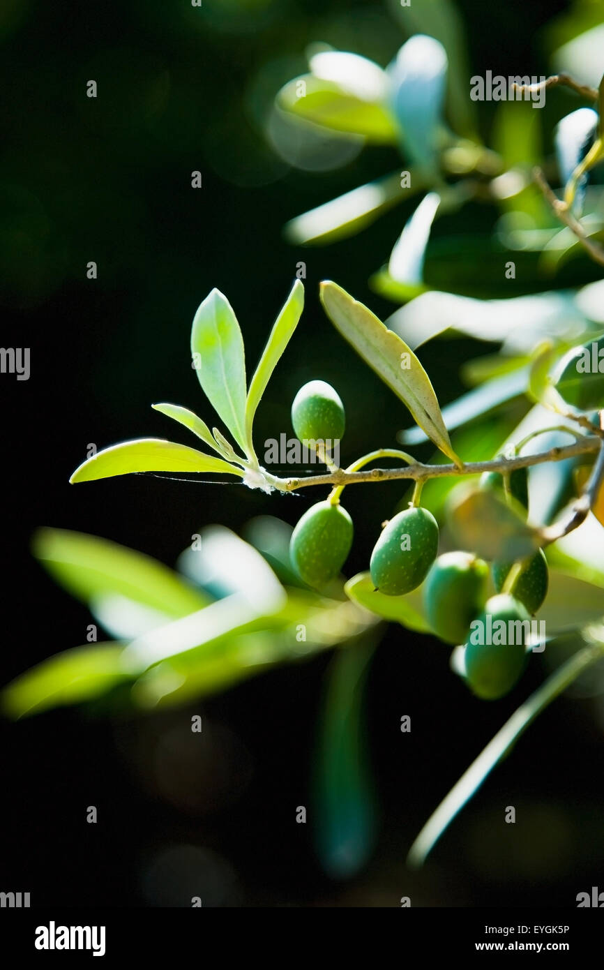 Greece, Halkidiki, Green olives ripening in sunshine; Sithonia Stock