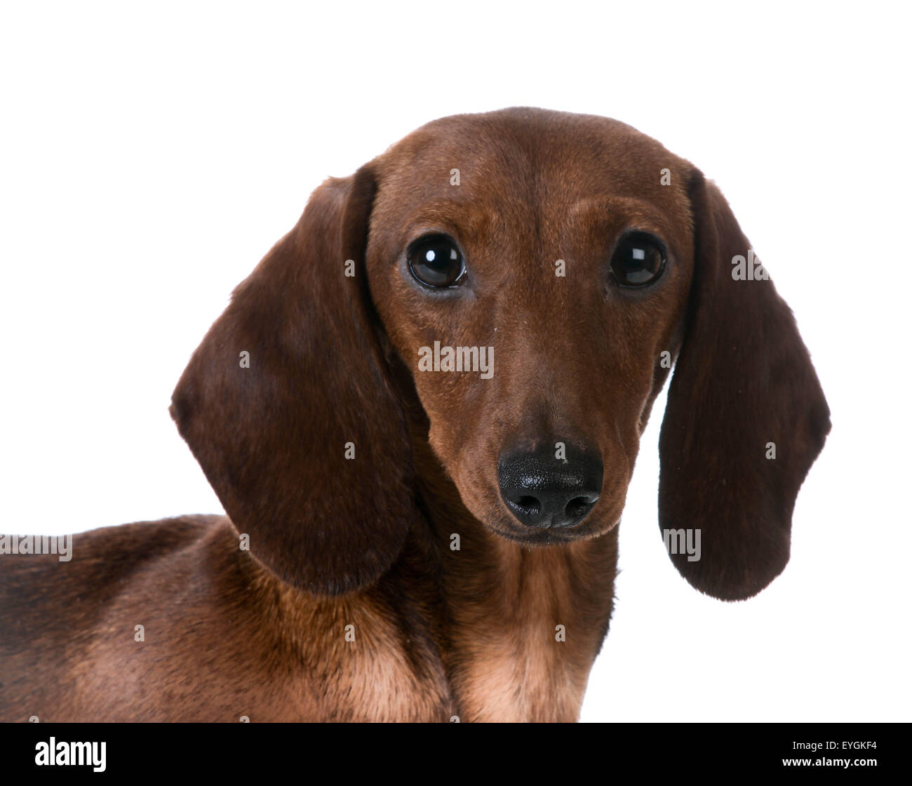 miniature smooth dachshund portrait on white background Stock Photo