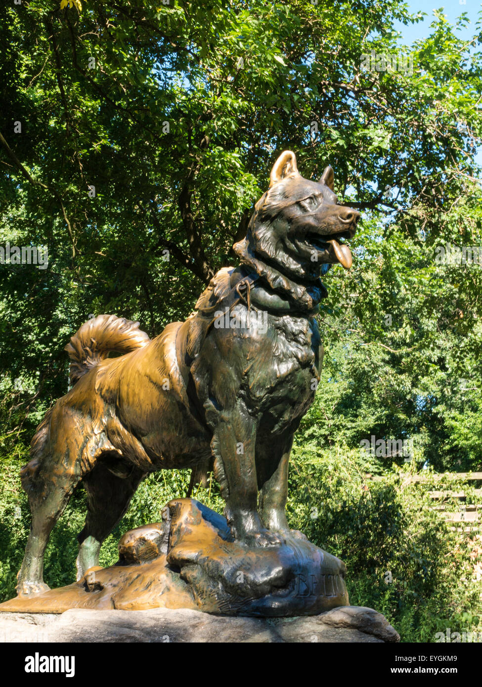 Balto sled dog hi-res stock photography and images - Alamy