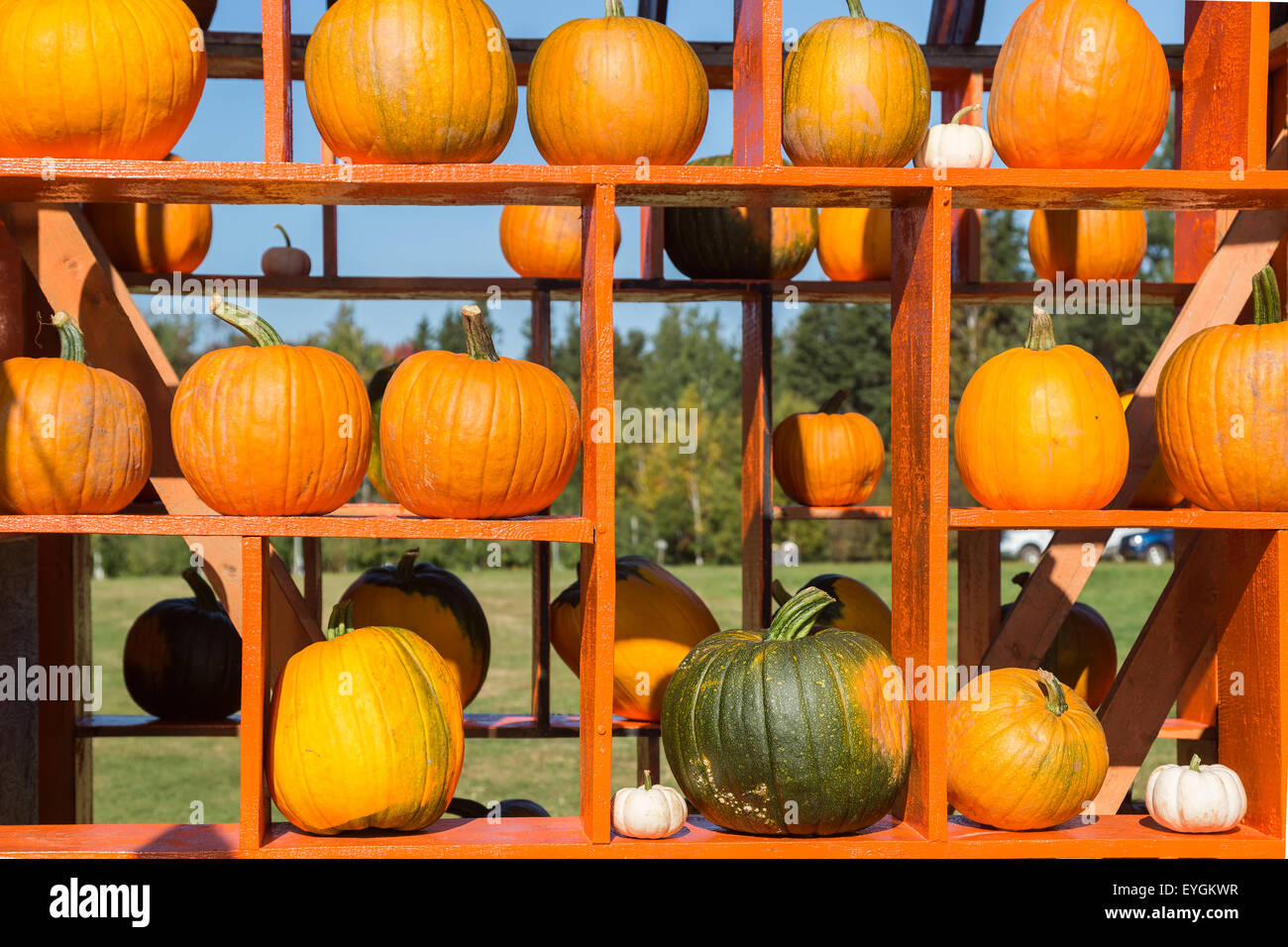 A harvest arrangement of farm fresh pumpkins Stock Photo - Alamy