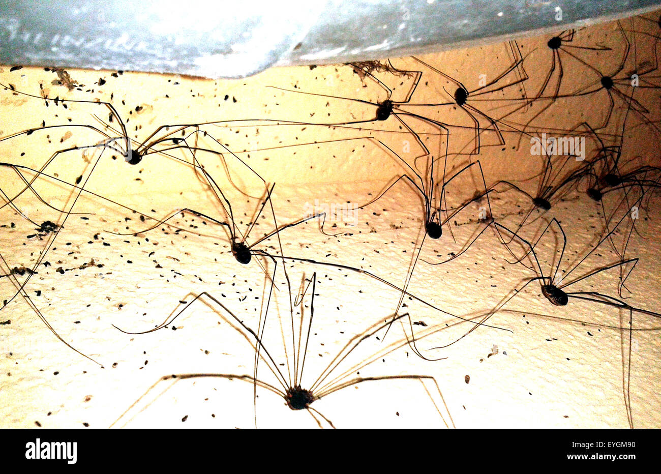 Weberknecht; Neue Weberknecht-Art Stock Photo - Alamy
