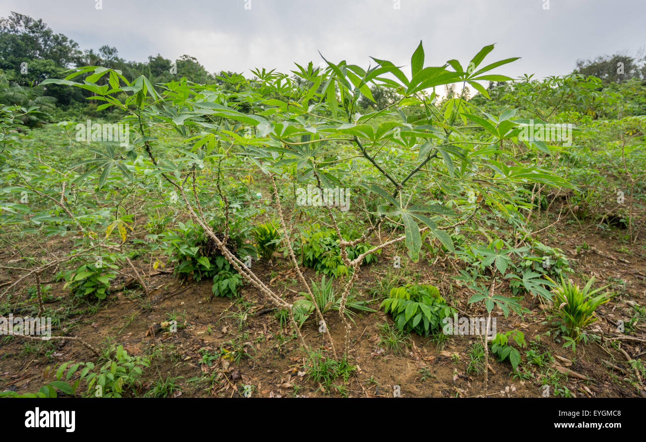 Cassava tree hires stock photography and images Alamy