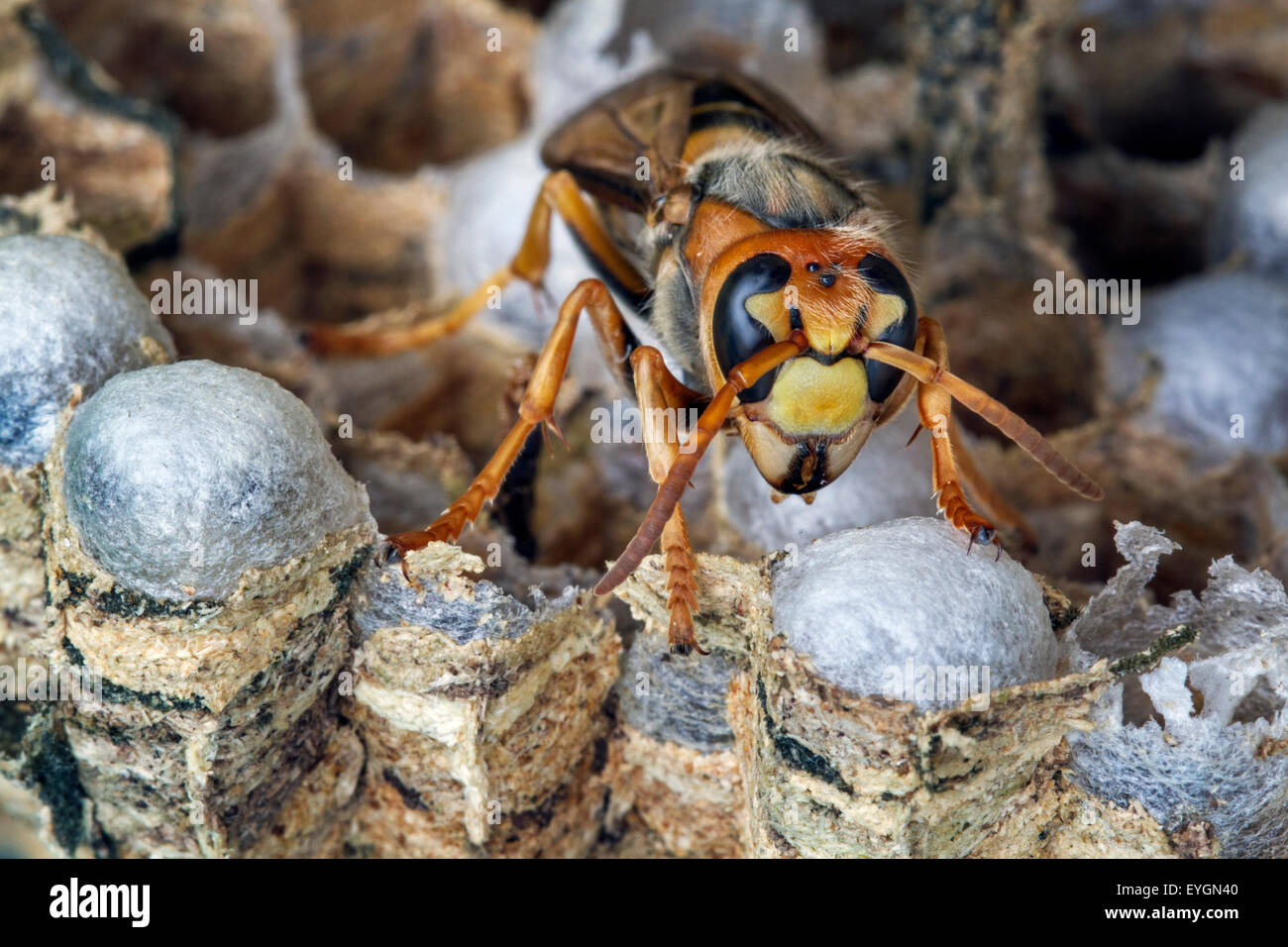 European hornet (Vespa crabro) on brood cells in paper nest Stock Photo