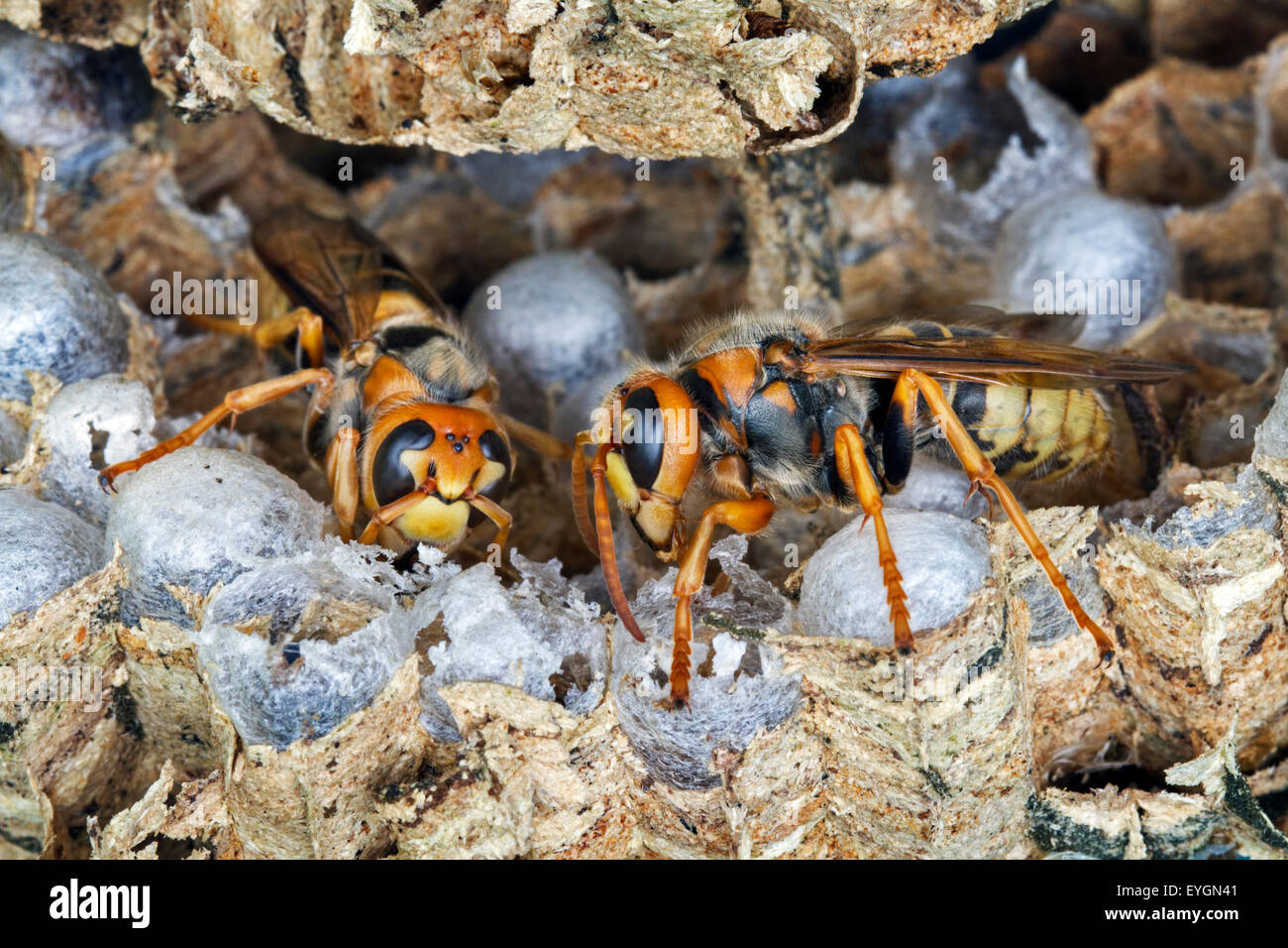 Two European hornets (Vespa crabro) on brood cells in paper nest Stock Photo