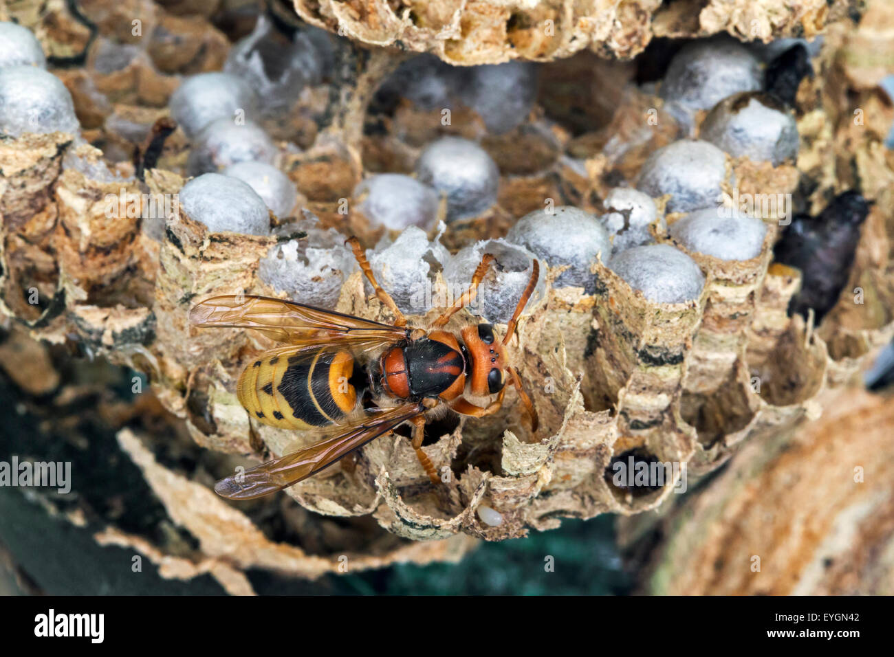 European hornet (Vespa crabro) on brood cells in paper nest Stock Photo