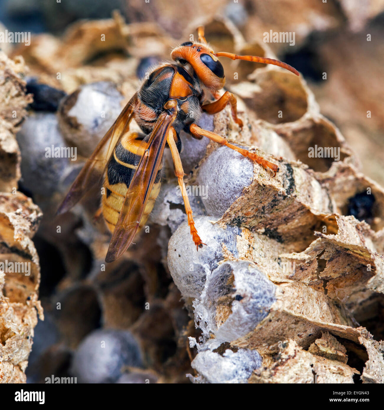 European hornet (Vespa crabro) on brood cells in paper nest Stock Photo