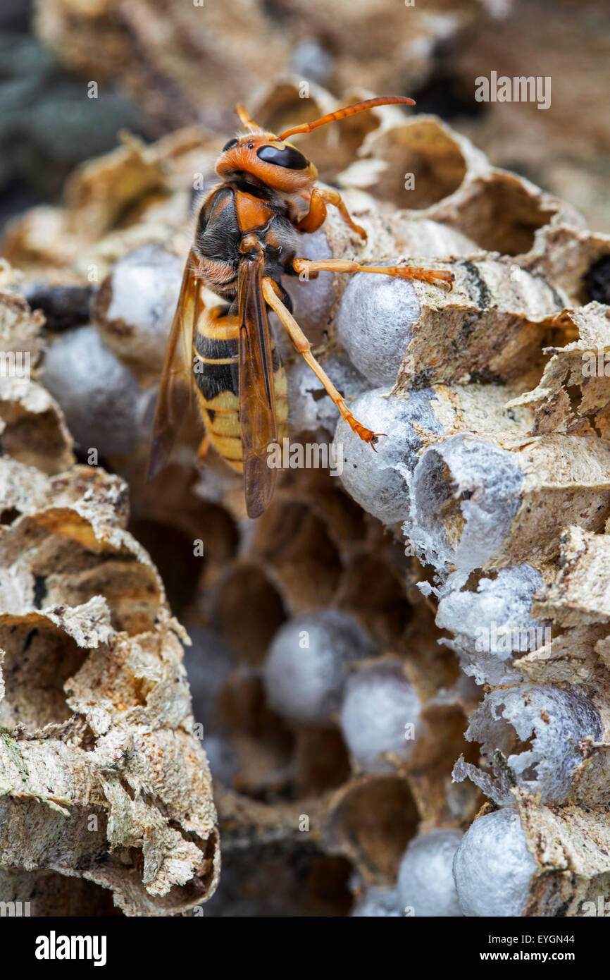 European hornet (Vespa crabro) on brood cells in paper nest Stock Photo