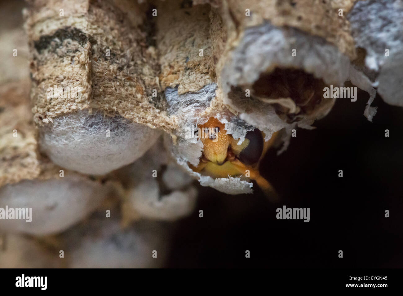 European hornet (Vespa crabro) emerging from brood cell in paper nest Stock Photo