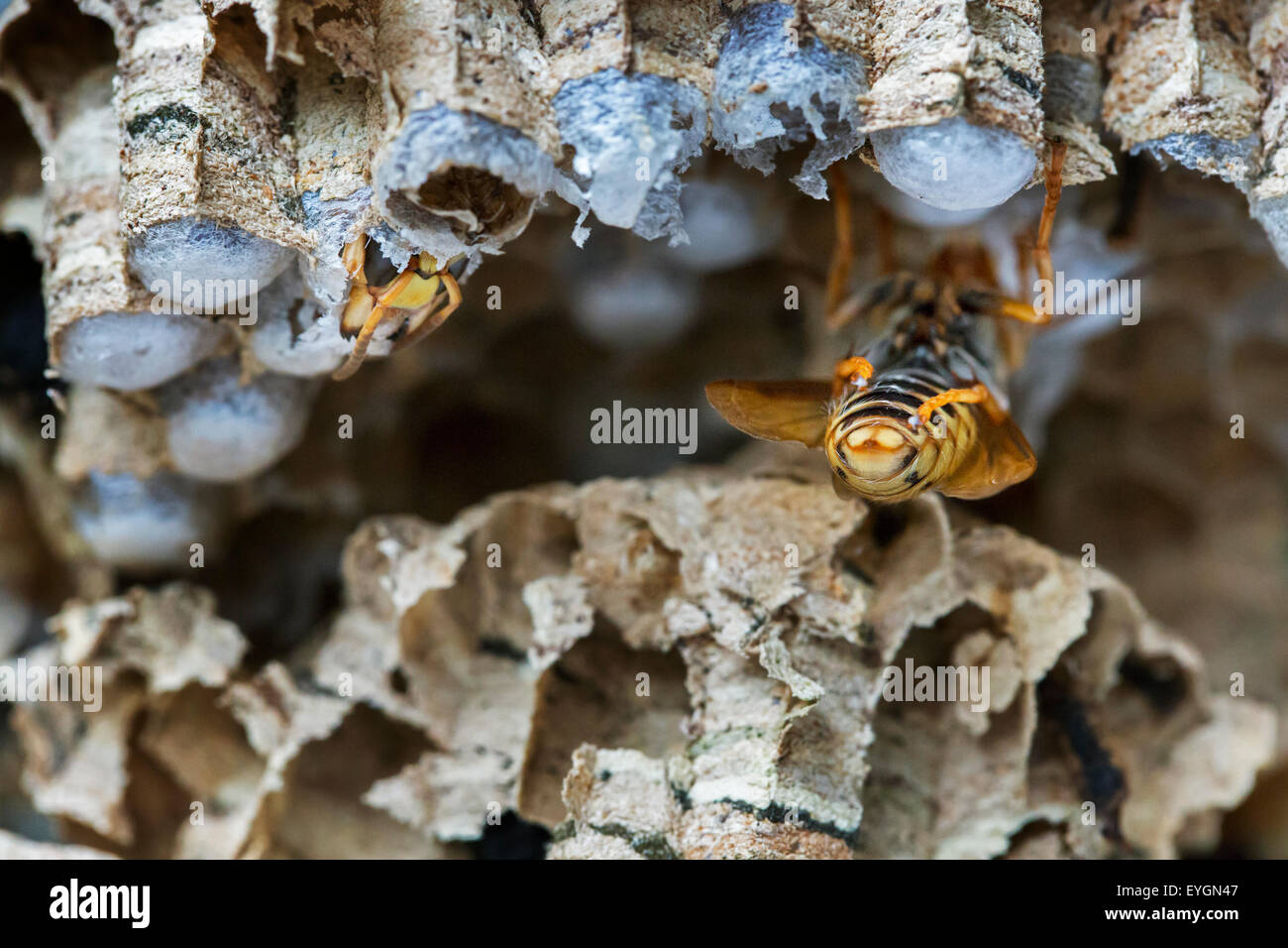 European hornets (Vespa crabro) emerging from brood cells in paper nest Stock Photo