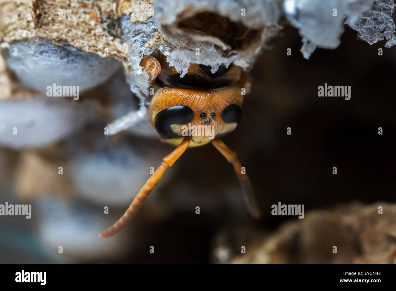 European hornet (Vespa crabro) emerging from brood cell in paper nest Stock Photo