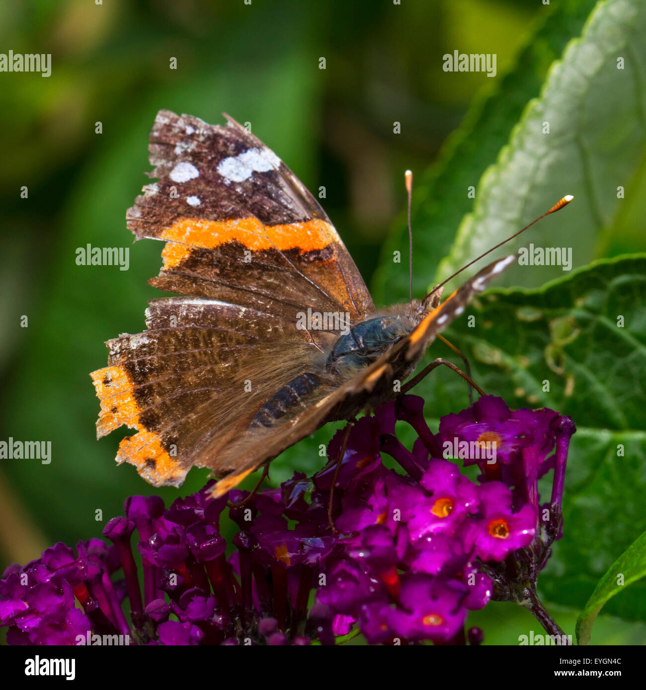 Red Admiral (Vanessa atalanta) butterfly with badly damaged wings Stock Photo