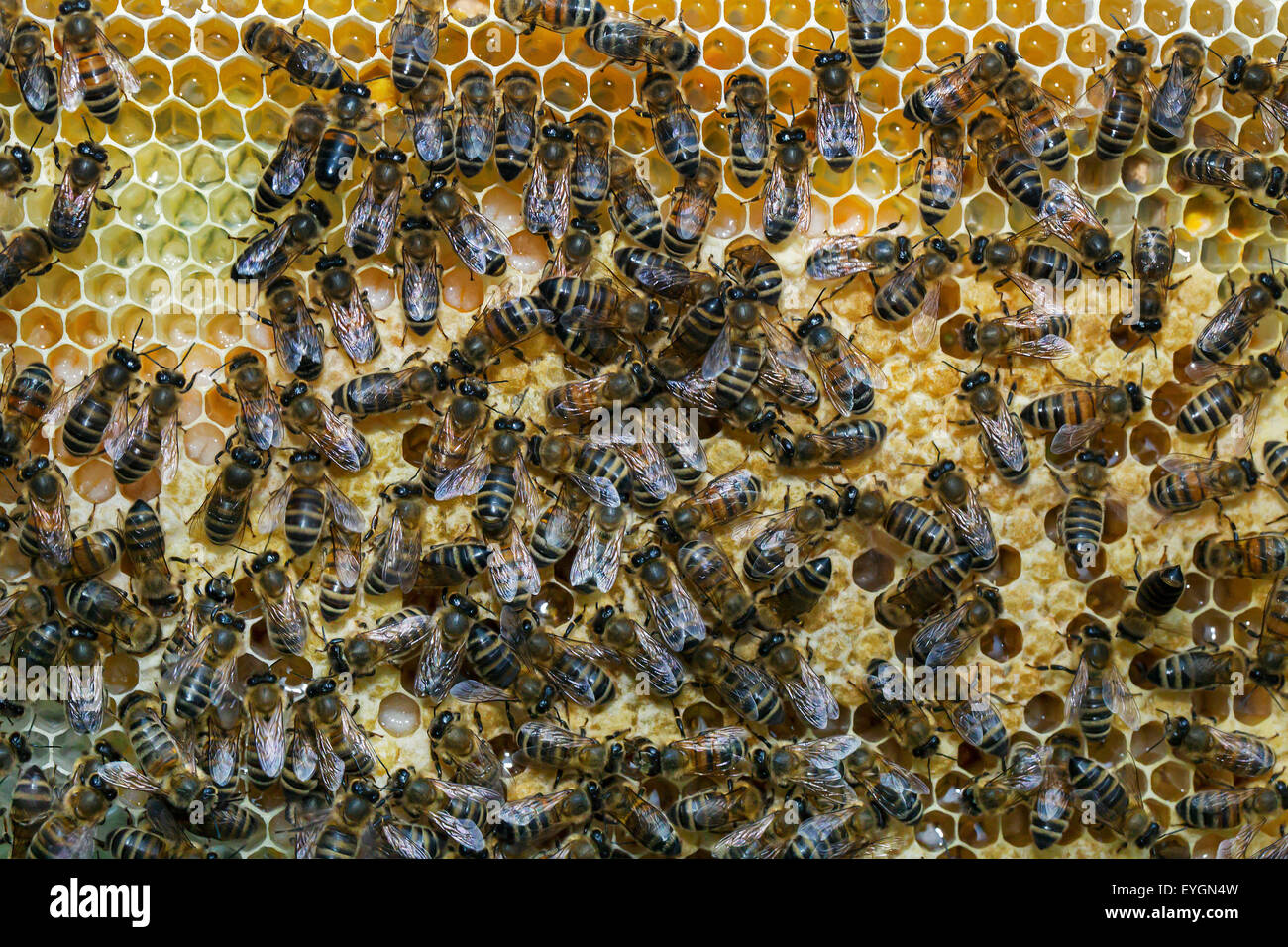 Worker honey bees (Apis mellifera) on honeycomb in bee hive Stock Photo