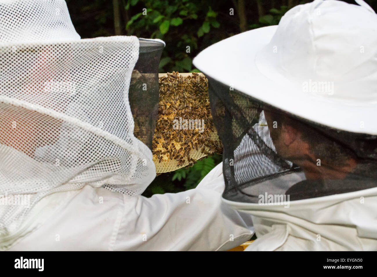 Two beekeepers in protective clothing open beehive to inspect combs from honey bees (Apis mellifera) Stock Photo