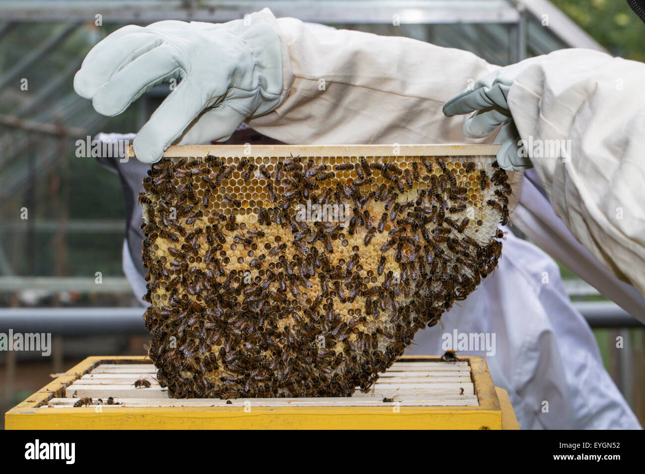 Beekeeper in protective clothing inspecting frame with honeycomb from honey bees (Apis mellifera) Stock Photo