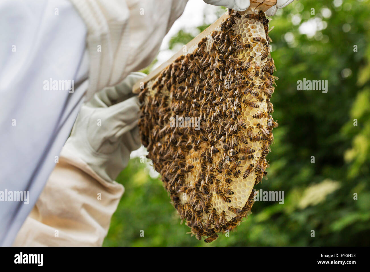 Beekeeper in protective clothing inspecting frame with honeycomb from honey bees (Apis mellifera) Stock Photo
