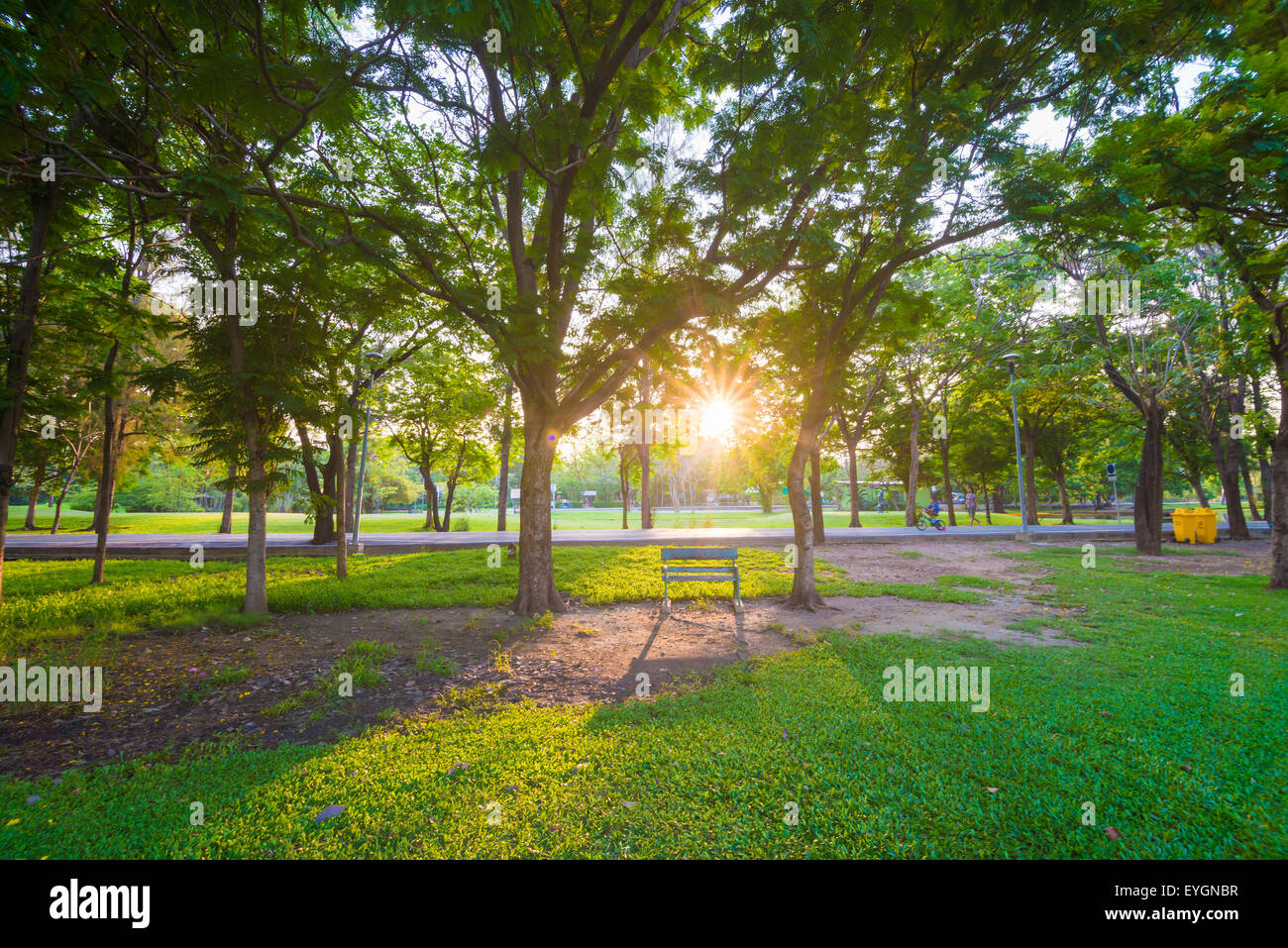 Green lawn in city park with bench, green grass field with tree Stock ...