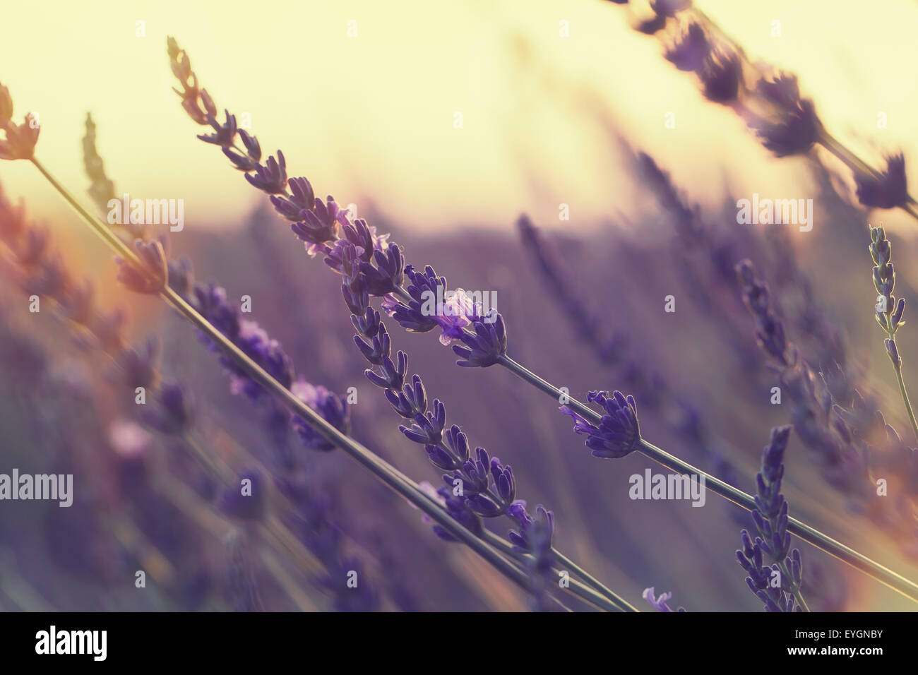 Lavender blossoms. A macro photograph with shallow depth of field. Done with vintage retro filter Stock Photo