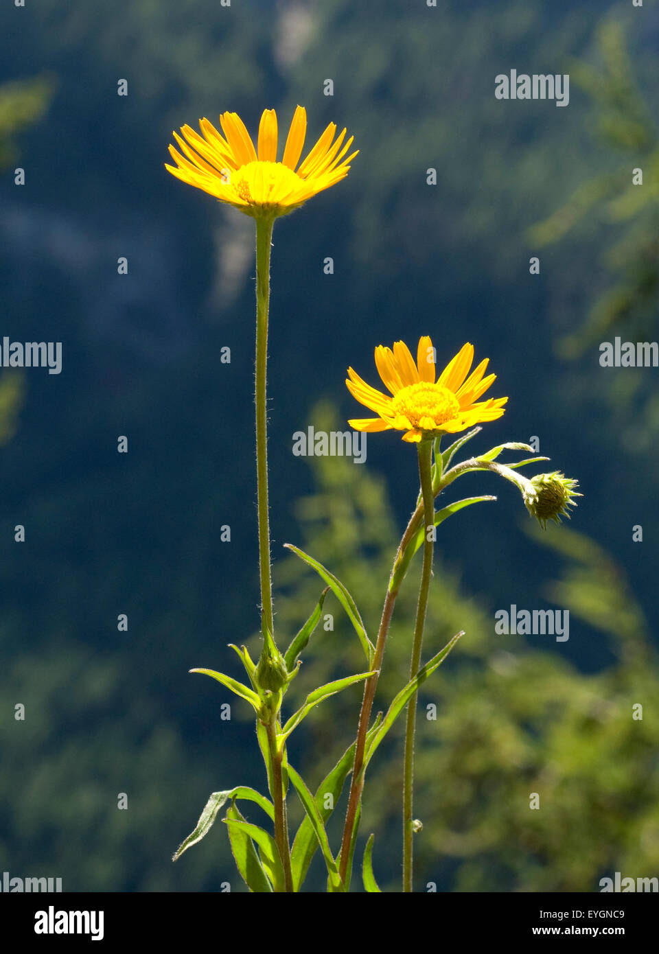 Ochsenauge, Buphthalmum, salicifolium, Stock Photo