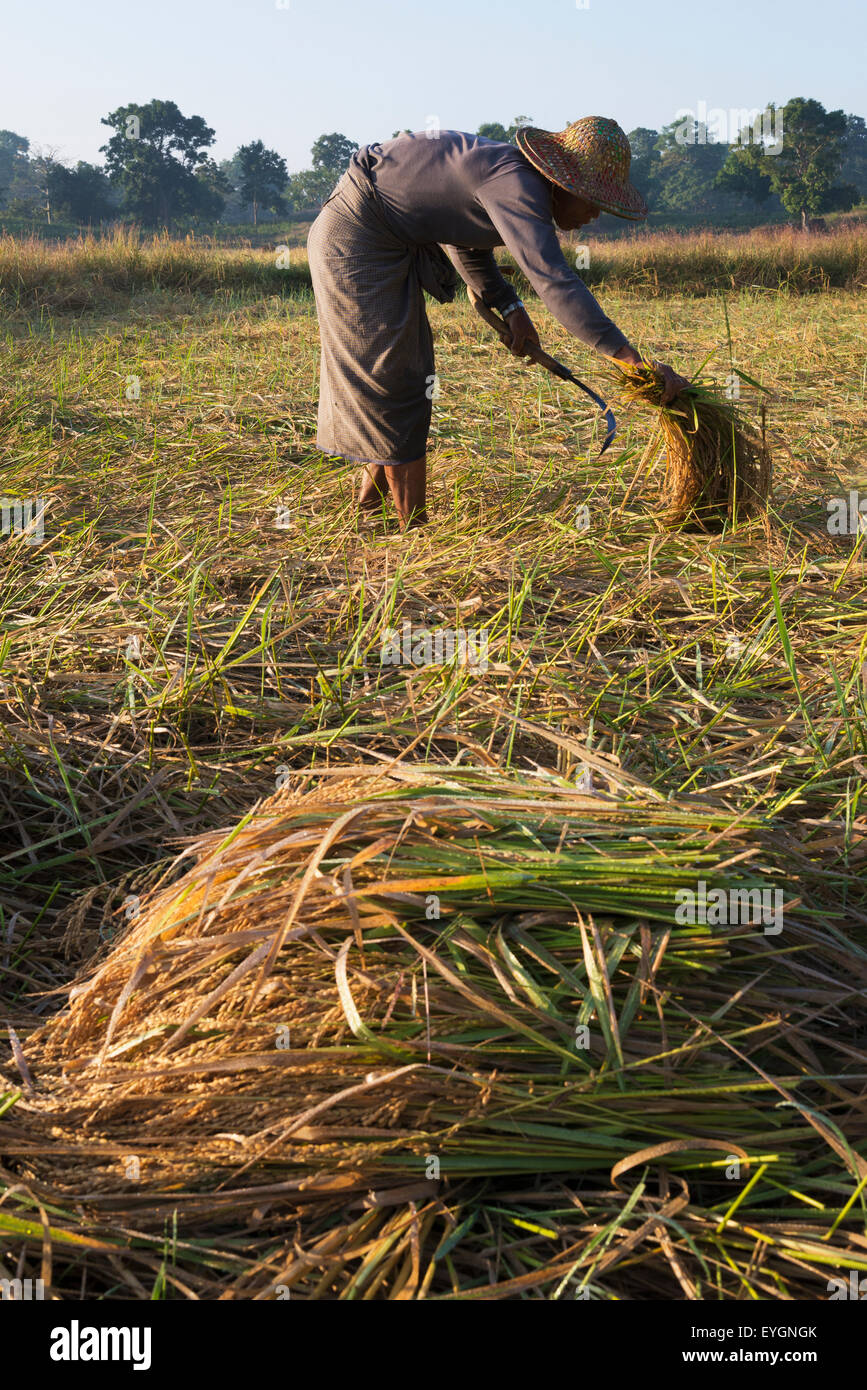 Myanmar Rice Paddy Myanmar (Burma), Irrawaddyi division, Farmer harvesting his rice paddy ...