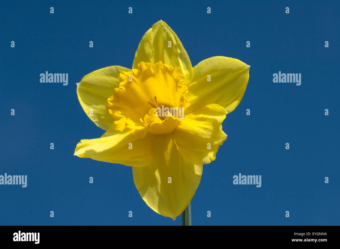 Narzisse, Narcissus, Osterglocke, Stock Photo