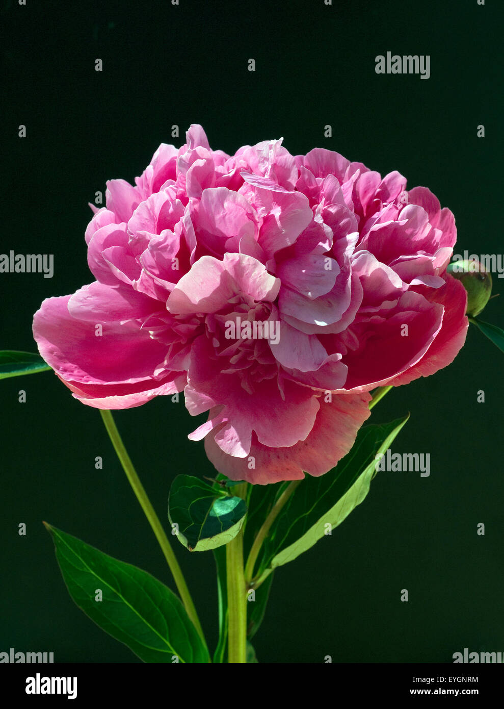 Pfingstrose; Paeonia Stock Photo