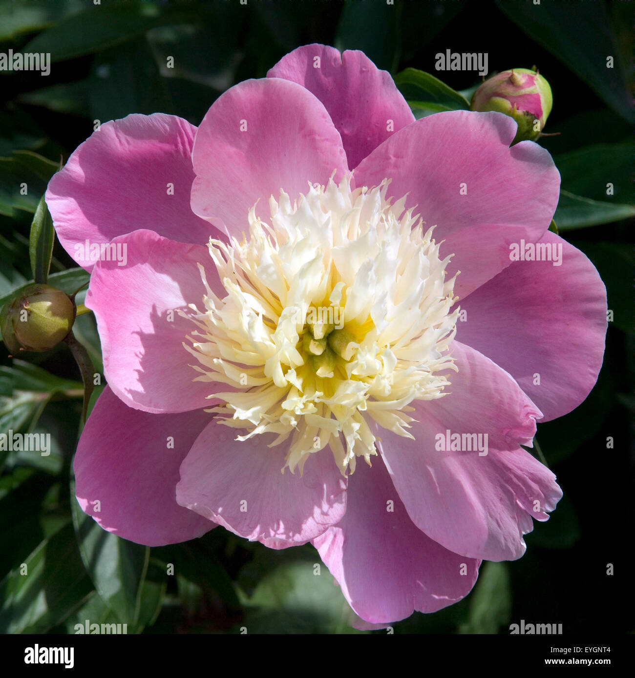 Pfingstrose; Paeonia; Primevère Stock Photo