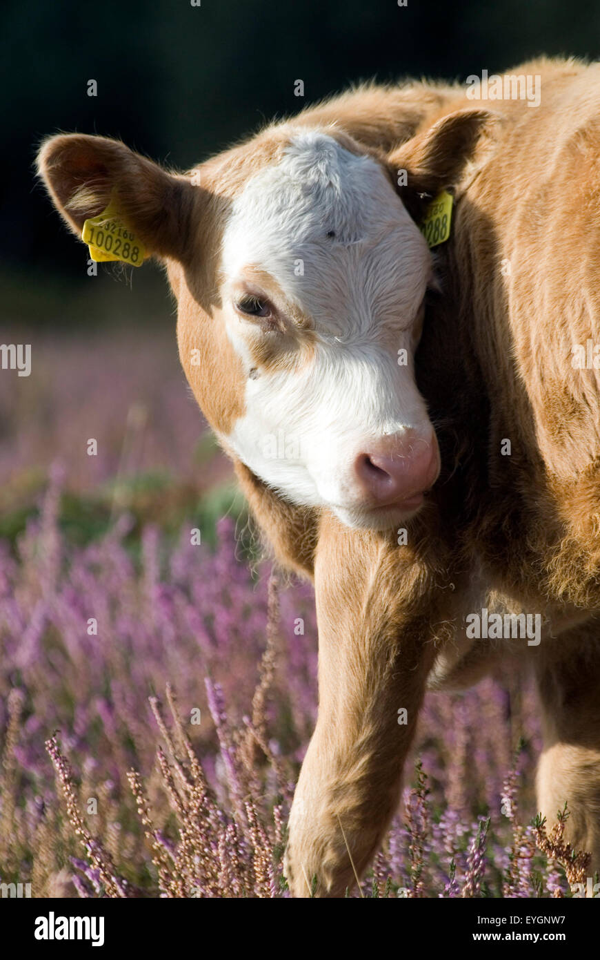 Cows in New Forest, Dorset, Great Britain, Europe Stock Photo