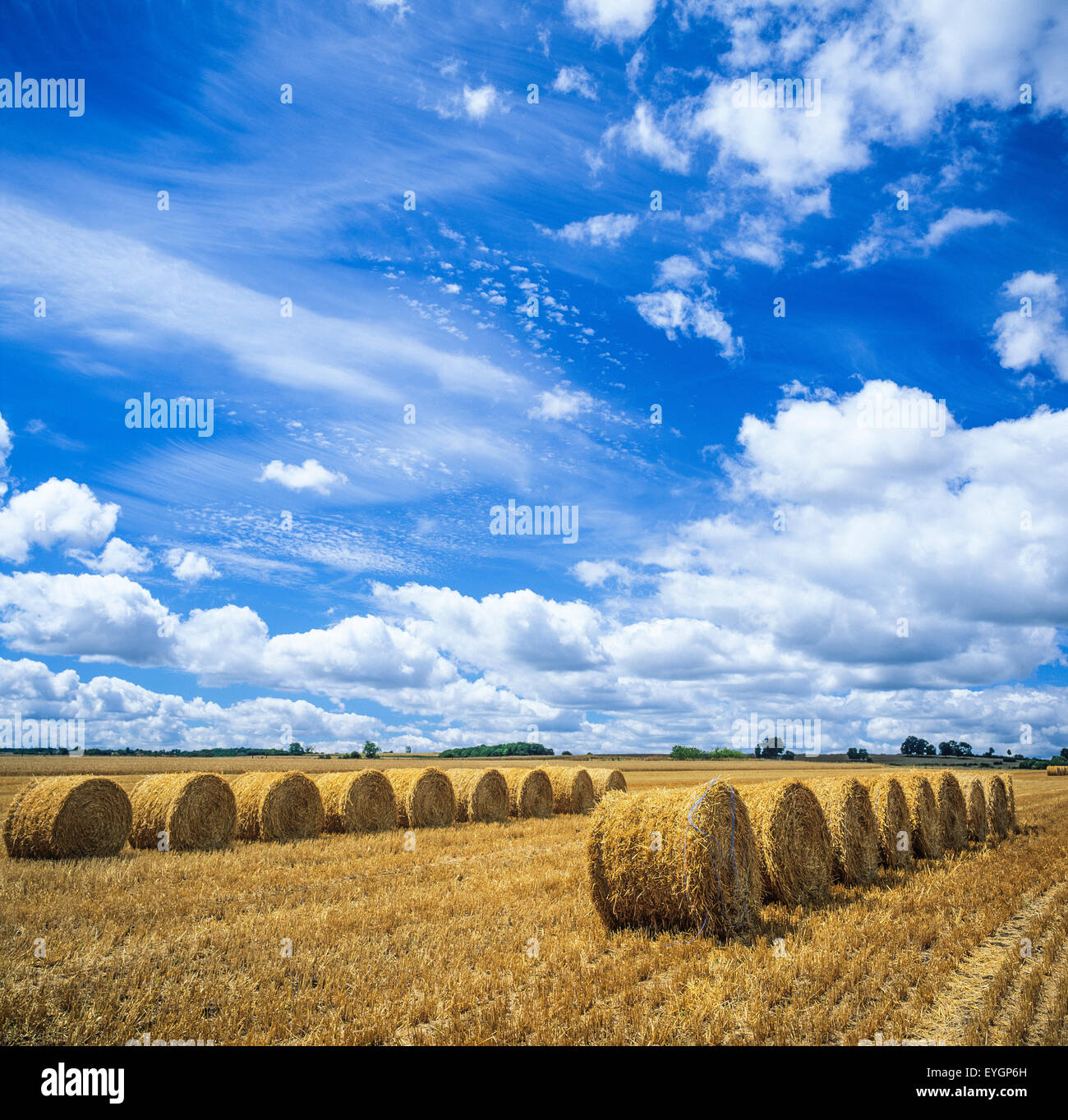 Harvested field with rows of straw bales, blue sky with puffy white clouds, Burgundy, France, Europe Stock Photo