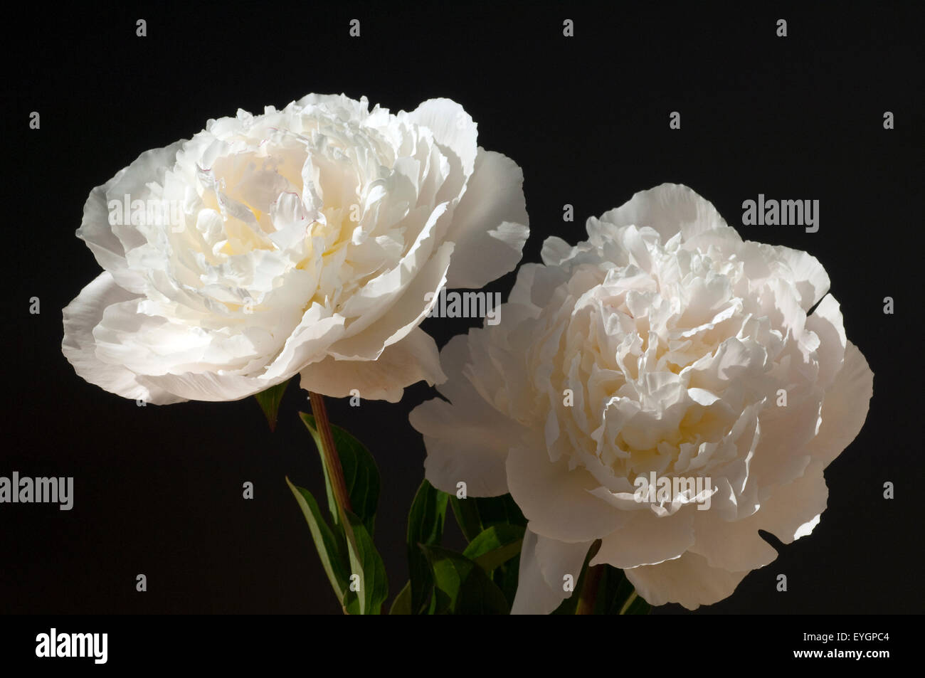 Pfingstrose; Paeonia Stock Photo