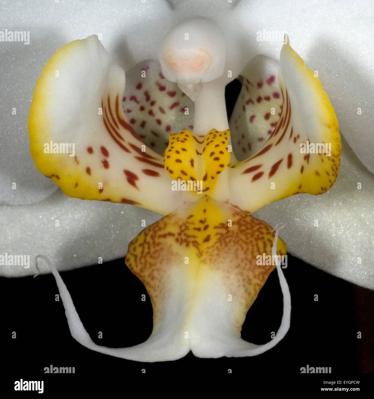 Phalaenopsis, schmetterlingsorchideen, Stock Photo