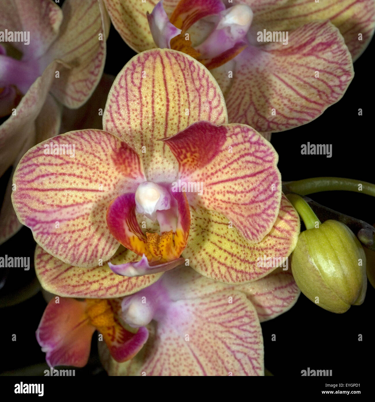 Phalaenopsis, schmetterlingsorchideen, Stock Photo