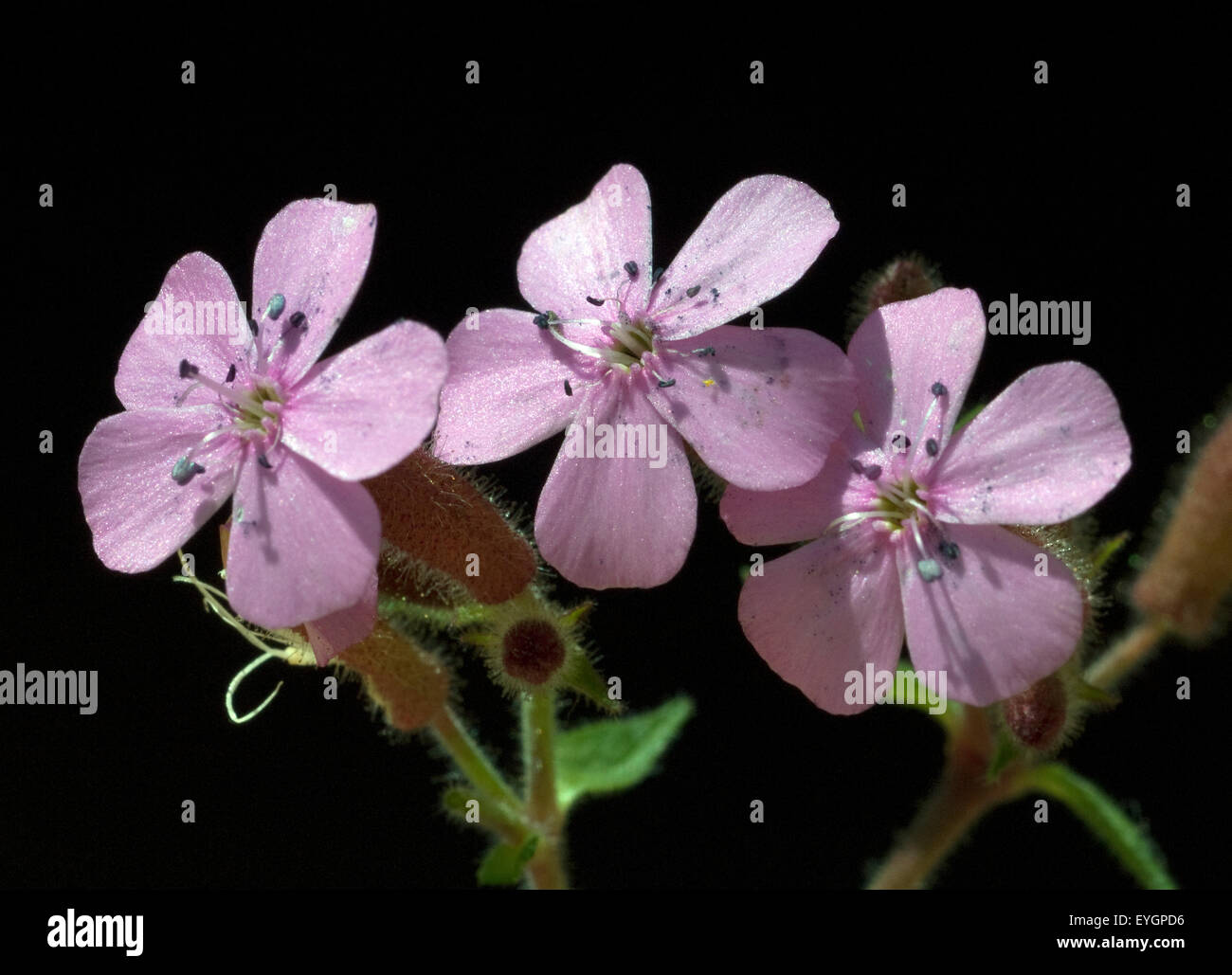 Rotes, Polster-Seifenkraut, Saponaria, ocymoides, Stock Photo
